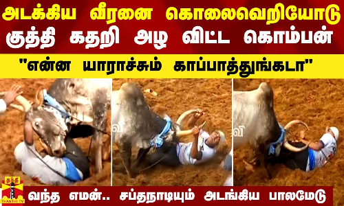 அடக்கிய வீரனை கொலைவெறியோடு குத்தி கதறி அழ விட்ட கொம்பன் - சப்தநாடியும் அடங்கிய பாலமேடு