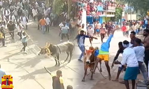 கோலாகலமாக நடைபெற்ற எருதுவிடும் விழா