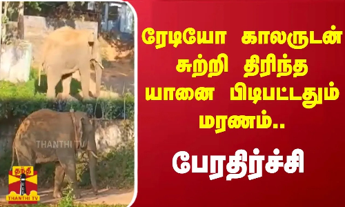 ரேடியோ காலருடன் சுற்றி திரிந்த யானை பிடிபட்டதும் மரணம்.. பேரதிர்ச்சி