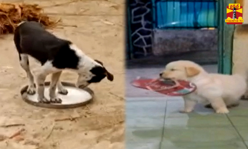 நீங்க தரைலலாம் உட்கார மாட்டீங்களோ...? பொறுமை பொறுமை சிக்கிக்க போகுது... - அடேய்... ஓடுனா மட்டும் உன்ன விட்ருவோமா...