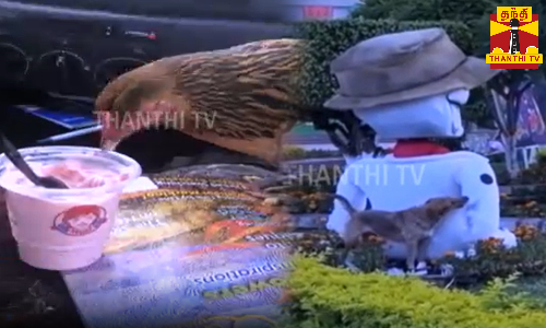 நெட்டுல... டிரெண்டிங்காவும்... வைரலாவும்... பரவிட்டிருக்க பல ஜாலியான விஷயங்களை நெட்டுல... டிரெண்டிங்காவும்... வைரலாவும்... பரவிட்டிருக்க பல ஜாலியான விஷயங்களை