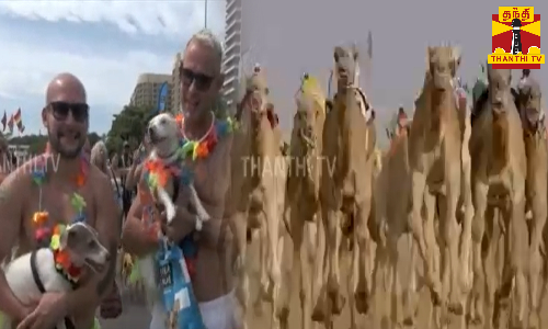 நம்ம தான் மேக்கப் போட்டு... அலப்பறை குடுக்குறோம்னு பாத்தா... இப்போ இதுகளும் மேக்கப் போட்டு அலப்பறை குடுக்க ஆரம்பிச்சுடுச்சுங்க பாருங்களேன்.... நம்ம தான் மேக்கப் போட்டு... அலப்பறை குடுக்குறோம்னு பாத்தா... இப்போ இதுகளும் மேக்கப் போட்டு அலப்பறை குடுக்க ஆரம்பிச்சுடுச்சுங்க பாருங்களேன்....