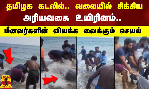 தமிழக கடலில்.. வலையில் சிக்கிய அரியவகை உயிரினம்.. மீனவர்களின் வியக்க வைக்கும் செயல்
