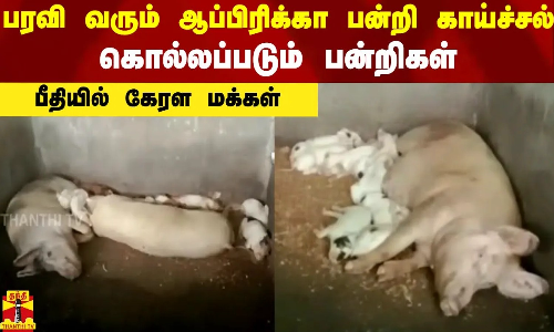 பரவி வரும் ஆப்பிரிக்கா பன்றி காய்ச்சல்... கொல்லப்படும் பன்றிகள் - பீதியில் கேரள மக்கள்