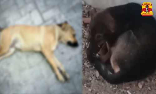 20-க்கும் மேற்பட்ட தெருநாய்கள் சுட்டுக்கொலை...நள்ளிரவில் காரில் வந்த முகமூடி அணிந்த மர்ம நபர்கள் வெறிச்செயல்