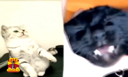 ஏன்யா இப்படி அநியாயம் பண்றீங்க...?  இணையத்தில் வைரலாகும் பூனை பாட்டு...