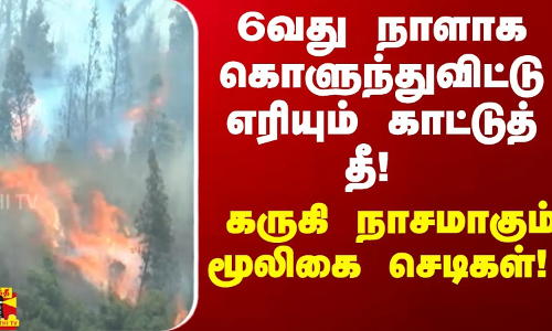 6வது நாளாக கொளுந்துவிட்டு எரியும் காட்டுத் தீ! கருகி நாசமாகும் மூலிகை செடிகள்! | Coonoor