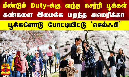 மீண்டும் Duty-க்கு வந்த செர்ரி பூக்கள்-கண்களை இமைக்க மறந்த அமெரிக்கா-பூக்களோடு போட்டியிட்டு`செல்ஃபி மீண்டும் Duty-க்கு வந்த செர்ரி பூக்கள்-கண்களை இமைக்க மறந்த அமெரிக்கா-பூக்களோடு போட்டியிட்டு`செல்ஃபி