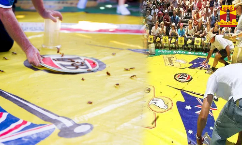 களைகட்டும் கரப்பான் பூச்சி ரேஸ்.. வெற்றி நடை போடும் கரப்பான் பூச்சிகள்..