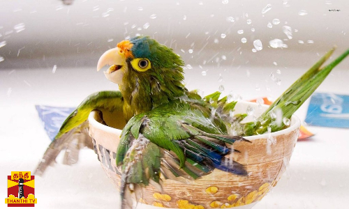 வெயிலுக்கு இதமாக ஆனந்த குளியல்...ஒரு அளவுக்கு தான் பொறுமை