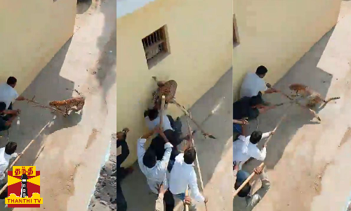 உத்தரப்பிரதேசத்தில் கிராமத்திற்குள் புகுந்த சிறுத்தையை கட்டையால் விரட்டியடித்த இளைஞர்கள்காட்சி... உத்தரப்பிரதேசத்தில் கிராமத்திற்குள் புகுந்த சிறுத்தையை கட்டையால் விரட்டியடித்த இளைஞர்கள்காட்சி...