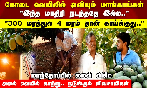 300 மரத்துல 4 மரம் தான் காய்க்குது..மாந்தோப்பில் லைவ் விசிட் அனல் வெயில் காற்று.. நடுங்கும் விவசாயிகள்