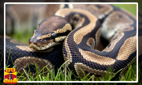 மலைப்பாம்பை தோளில் போட்டு கொஞ்சிய இளைஞர்  மதுர பட காட்சியை போன்று போதையில் அட்டூழியம்