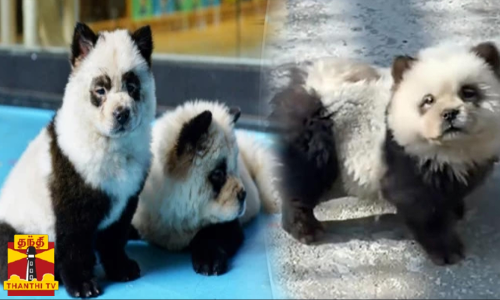 நாய்க்கு பெயிண்ட் அடித்து பாண்டா எனக்கூறிய விலங்கியல் பூங்கா... சீனா பூங்காவில் அரங்கேறிய பாண்டா நாடகம்...!