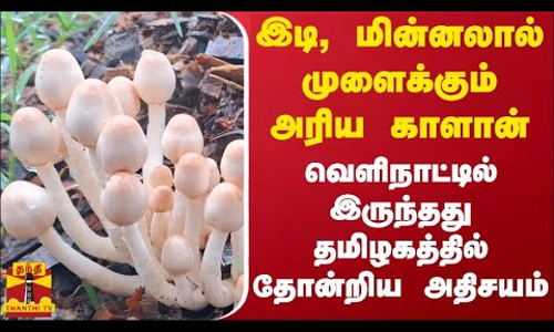 இடி, மின்னலால் முளைக்கும் அரிய வகை காளான்... வெளிநாட்டில் இருந்தது தமிழகத்தில் தோன்றிய அதிசயம்
