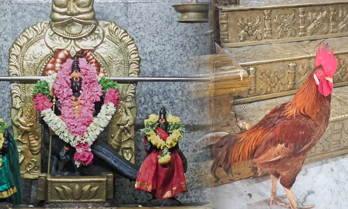 முருகன் கோயிலில் வலம் வரும் சேவல் -பக்தர்கள் வியப்பு