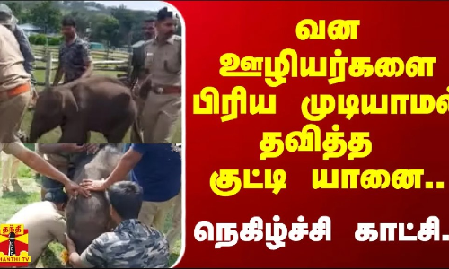 வன ஊழியர்களை பிரிய முடியாமல் தவித்த குட்டி யானை.. - நெகிழ்ச்சி காட்சி..