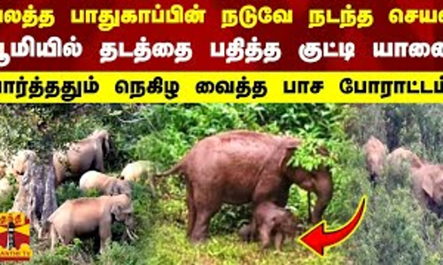 பலத்த பாதுகாப்பின் நடுவே நடந்த செயல்.. பூமியில் தடத்தை பதித்த குட்டி யானை. நெகிழ வைத்த பாச போராட்டம்