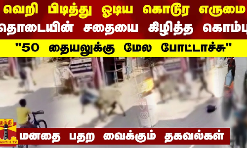 வெறி பிடித்து ஓடிய எருமை.. தொடையின் சதையை கிழித்த கொம்பு.. 50 தையலுக்கு மேல போட்டாச்சு..