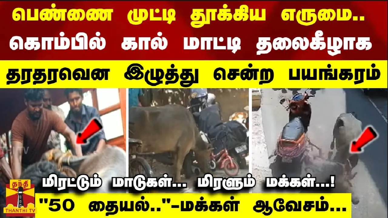 பெண்ணை முட்டி தூக்கிய எருமை.. -கொம்பில் கால் மாட்டி தலைகீழாக தரதரவென இழுத்து சென்ற பயங்கரம்.. பெண்ணை முட்டி தூக்கிய எருமை.. -கொம்பில் கால் மாட்டி தலைகீழாக தரதரவென இழுத்து சென்ற பயங்கரம்..