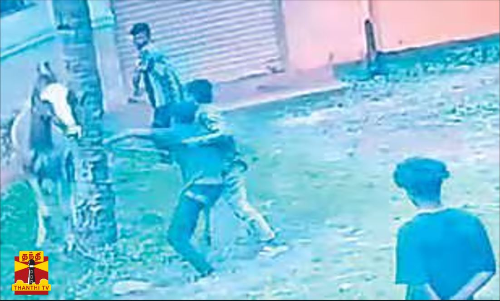 கர்ப்பிணி குதிரையைக் கொடூரமாக தாக்கிய இளைஞர்கள்