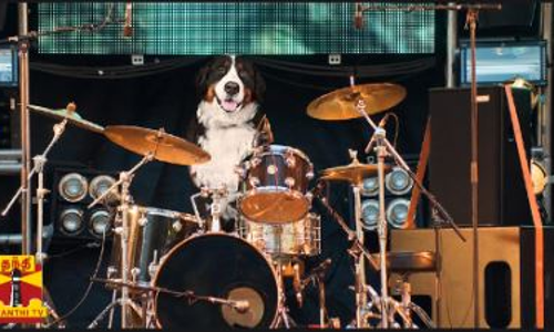 டிரம்ஸ் வாசிக்கும் வைரல் நாய்- ஆத்தி.. கண்டுபிடிச்சுட்டாய்ங்களே..