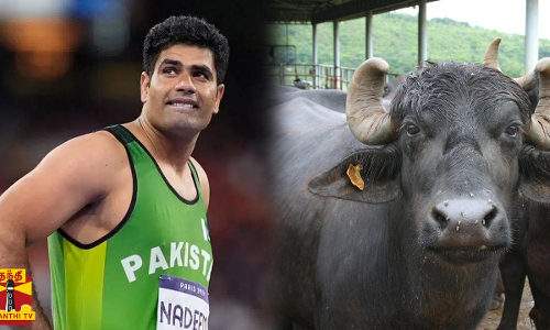 அர்ஷத் நதீமிற்கு எருமை மாடு பரிசளித்த மாமனார்