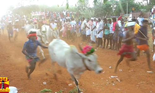 விமரிசையாக நடைபெற்ற மாடு மாலை தாண்டும் விழா