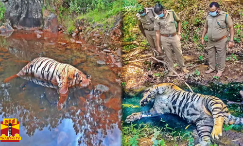 விஷத்தால் அடுத்தடுத்து 2 புலிகள் உயிரிழப்பு....