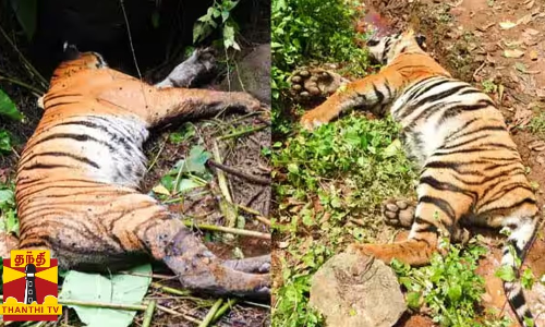 புலிகளின் உடலில் விஷம் வந்தது எப்படி ? - திடுக்கிடும் தகவல்