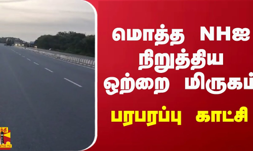மொத்த NHஐ நிறுத்திய ஒற்றை மிருகம்.. பரபரப்பு காட்சி