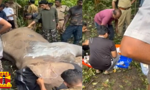 கால் முறிந்து காட்டு யானைக்கு மருத்துவ சிகிச்சை