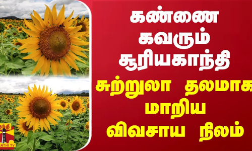 கண்ணை கவரும் சூரியகாந்தி... சுற்றுலா தலமாக மாறிய விவசாய நிலம்