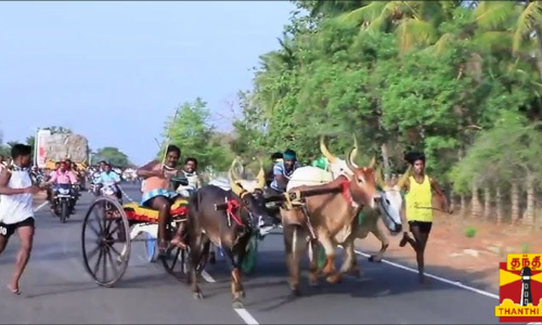 மாட்டு வண்டி பந்தயம் கோலாகலம்