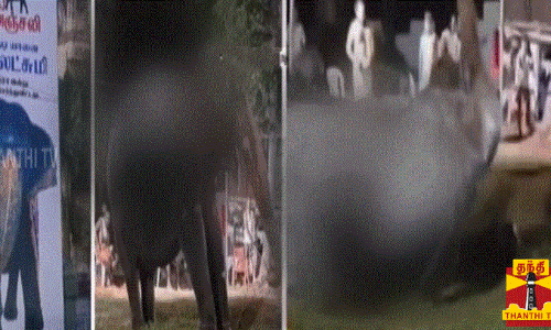 குன்றக்குடி யானையின் இறுதி நிமிடங்கள் - பக்தர்கள் சோகம்