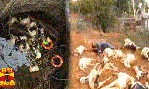 நாய்கள் துரத்தியதால் கிணற்றில் விழுந்து பலியான 17 ஆடுகள் நாய்கள் துரத்தியதால் கிணற்றில் விழுந்து பலியான 17 ஆடுகள்