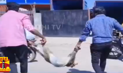 சாலையைக் கடக்க முயன்ற குரங்கு-வாகனம் மோதி பரிதாப பலி சாலையைக் கடக்க முயன்ற குரங்கு-வாகனம் மோதி பரிதாப பலி