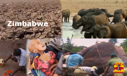 200 யானைகளை கொன்று, இறைச்சிகளை மக்களுக்கு வழங்க திட்டம் || Zimbabwe