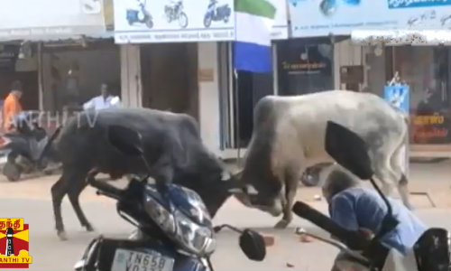 ஜல்லிகட்டு காளைகள் மோதல் - பொது மக்கள் அச்சம்