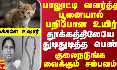 பாலூட்டி வளர்த்த பூனையால் பறிபோன உயிர்.. தூக்கத்திலேயே துடிதுடித்த பெண்.. குலைநடுங்க வைக்கும் சம்பவம்