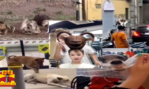 நட்புனா... இதான்டா நட்பு... பூனைக்கு கிடைத்த மெகா படையல்