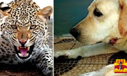 வளர்ப்பு நாயைக் கடித்துக் கவ்விச் சென்ற சிறுத்தை