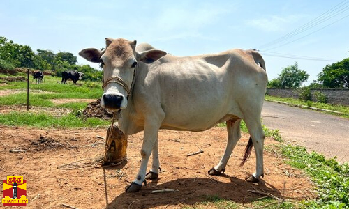 மின்னல் தாக்கி 3 பசுமாடுகள் உயிரிழப்பு