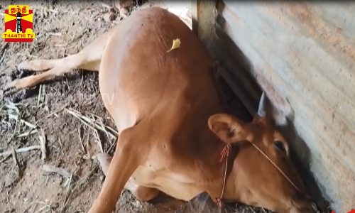 3 பசுமாடுகள் மர்மமான முறையில் மரணம்