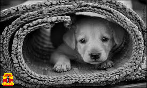 அறுந்து விழுந்த மின்கம்பி-மின்சாரம் பாய்ந்து 3 நாய்கள் பரிதாப பலி