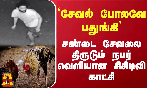 சேவல் போலவே பதுங்கி சண்டை சேவலை திருடும் நபர் வெளியான சிசிடிவி காட்சி