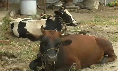 விஷச்செடியை தின்ற 5 பசுமாடுகள் உயிரிழப்பு