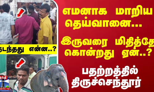 எமனாக மாறிய தெய்வானை... இருவரை மிதித்தே கொன்றது ஏன்..? நடந்தது என்ன..? எமனாக மாறிய தெய்வானை... இருவரை மிதித்தே கொன்றது ஏன்..? நடந்தது என்ன..?