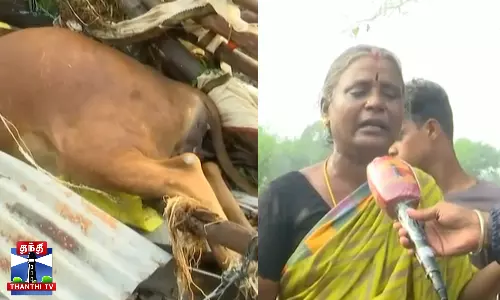 வெள்ளத்தில் அடித்து செல்லப்பட்ட மாடுகள்...மாடுகளை இழந்த உரிமையாளர்கள் கதறி அழுகை
