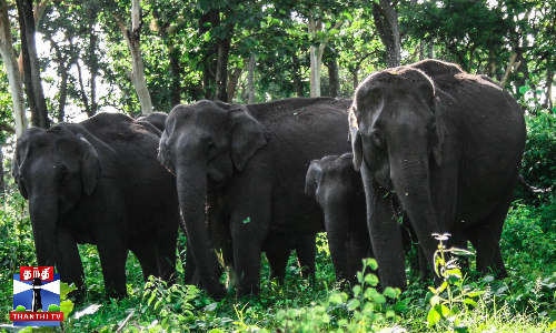 தைல தோப்பில் முகாமிட்டுள்ள 8 காட்டு யானைகள்